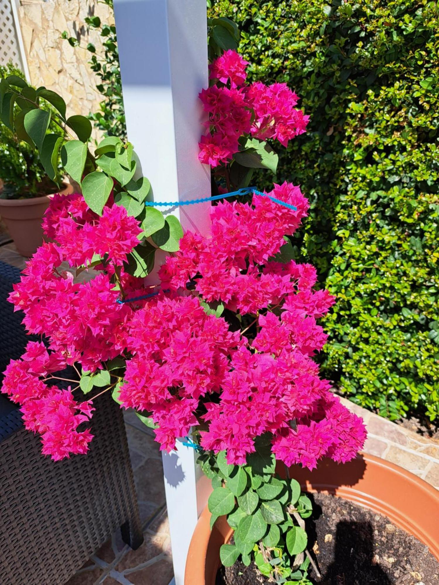 Villa Mariamar Albufeira Exteriör bild